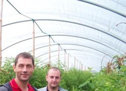 Павло Калінін і Олександр Бопланов – перші враження від насаджень малини в плівковому тунелі